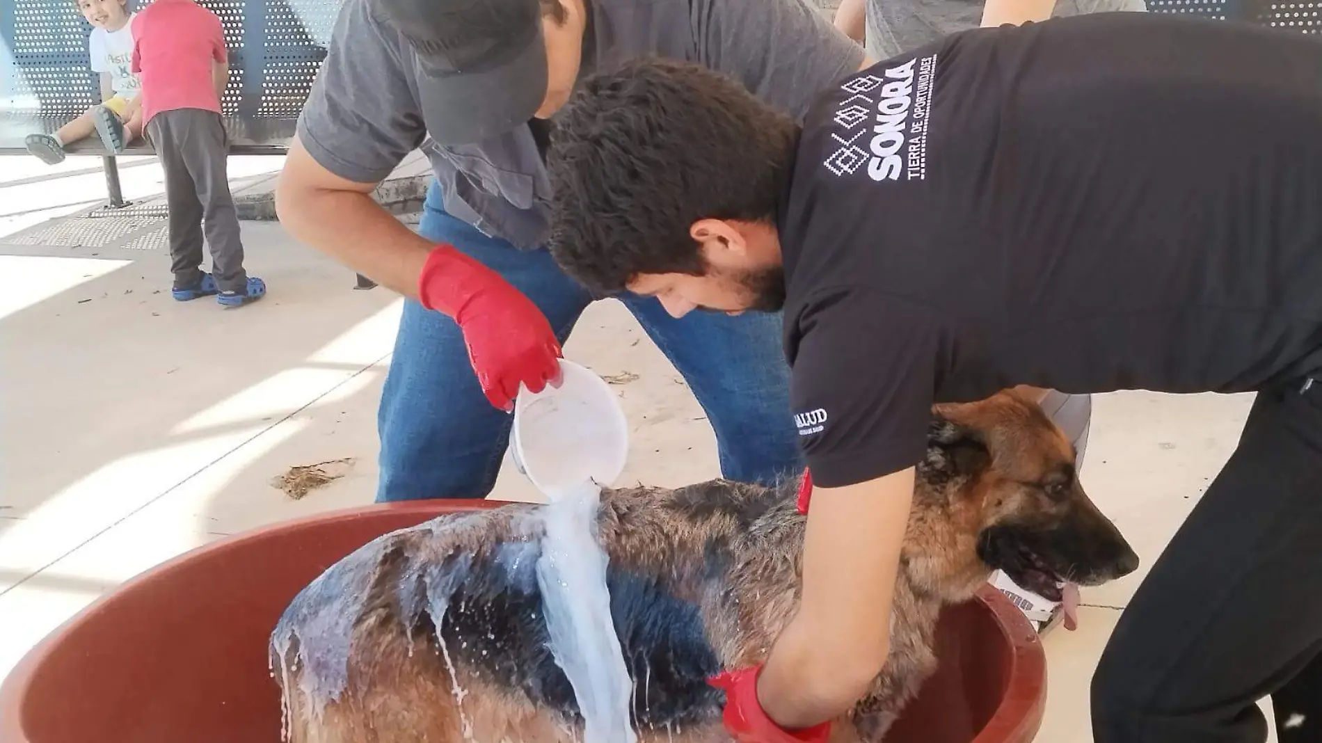 Perro baño desparasitante en Jornadas CACyF